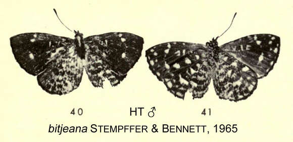 Image of Micropentila bitjeana Stempffer & Bennett 1965