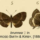 Image of Micropentila brunnea (Kirby 1887)
