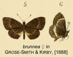 Image of Micropentila brunnea (Kirby 1887)