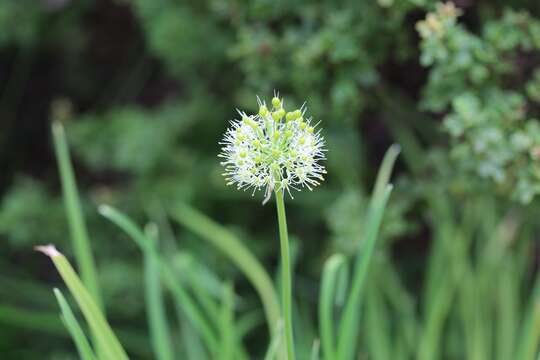 Image of Allium hookeri Thwaites