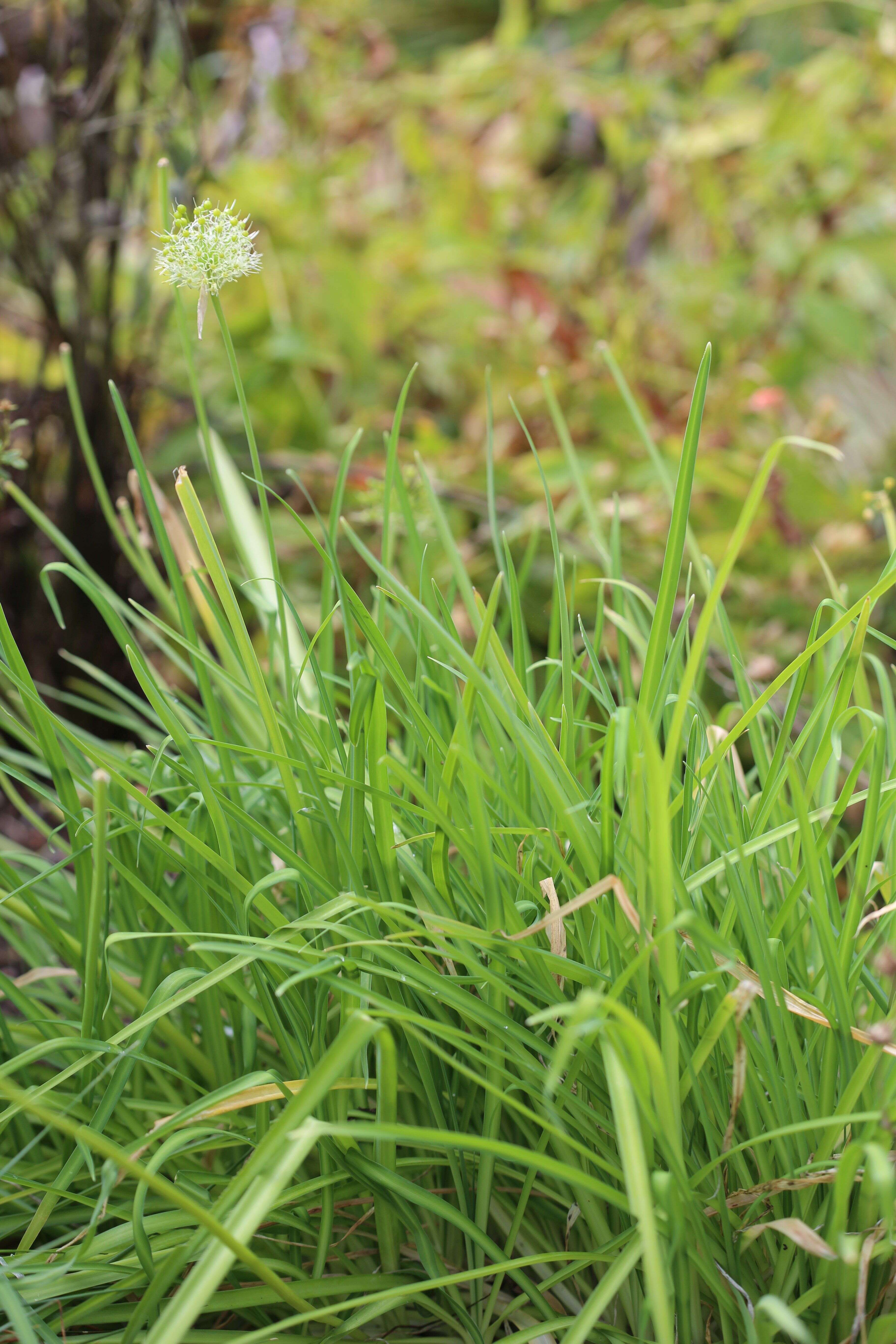 Image of Allium hookeri Thwaites