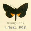 Image of Micropentila triangularis Aurivillius 1895