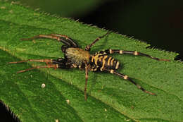 Image of Castianeira longipalpa (Hentz 1847)