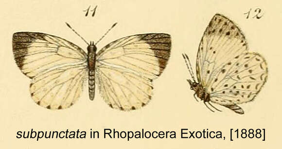 Image of Teriomima subpunctata Kirby 1887