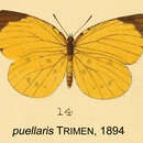 Image of Teriomima puellaris (Trimen 1894)