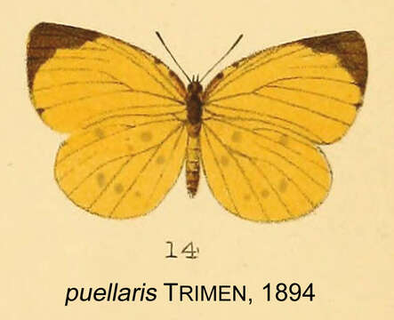 Image of Teriomima puellaris (Trimen 1894)