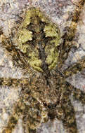 Image of Whitebanded Fishing Spider