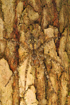 Image of Whitebanded Fishing Spider