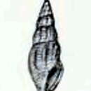 Image of Anacithara osumiensis (G. B. Sowerby Iii 1913)