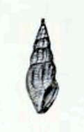 Anacithara osumiensis (G. B. Sowerby Iii 1913) resmi