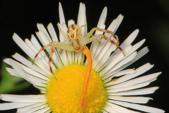 Image of Northern Crab Spider