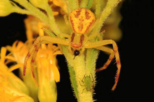 Image of Northern Crab Spider