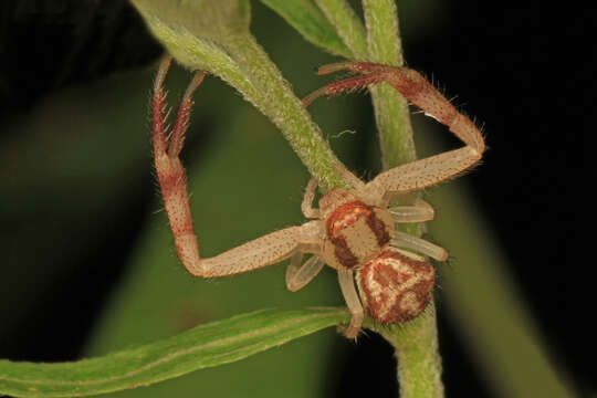 Image of Northern Crab Spider