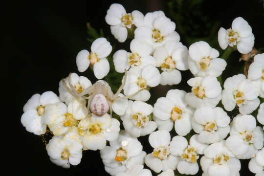 Image of Northern Crab Spider