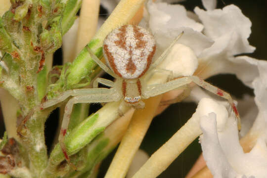 Image of Northern Crab Spider