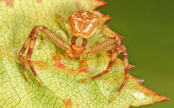 Image of Northern Crab Spider