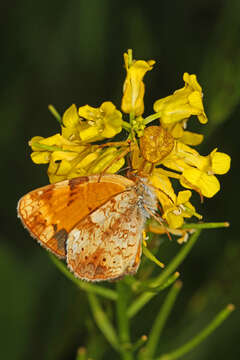 Image of Northern Crab Spider