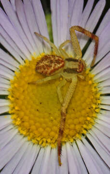 Image of Northern Crab Spider