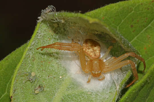 Image of Northern Crab Spider