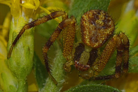 Image of Northern Crab Spider