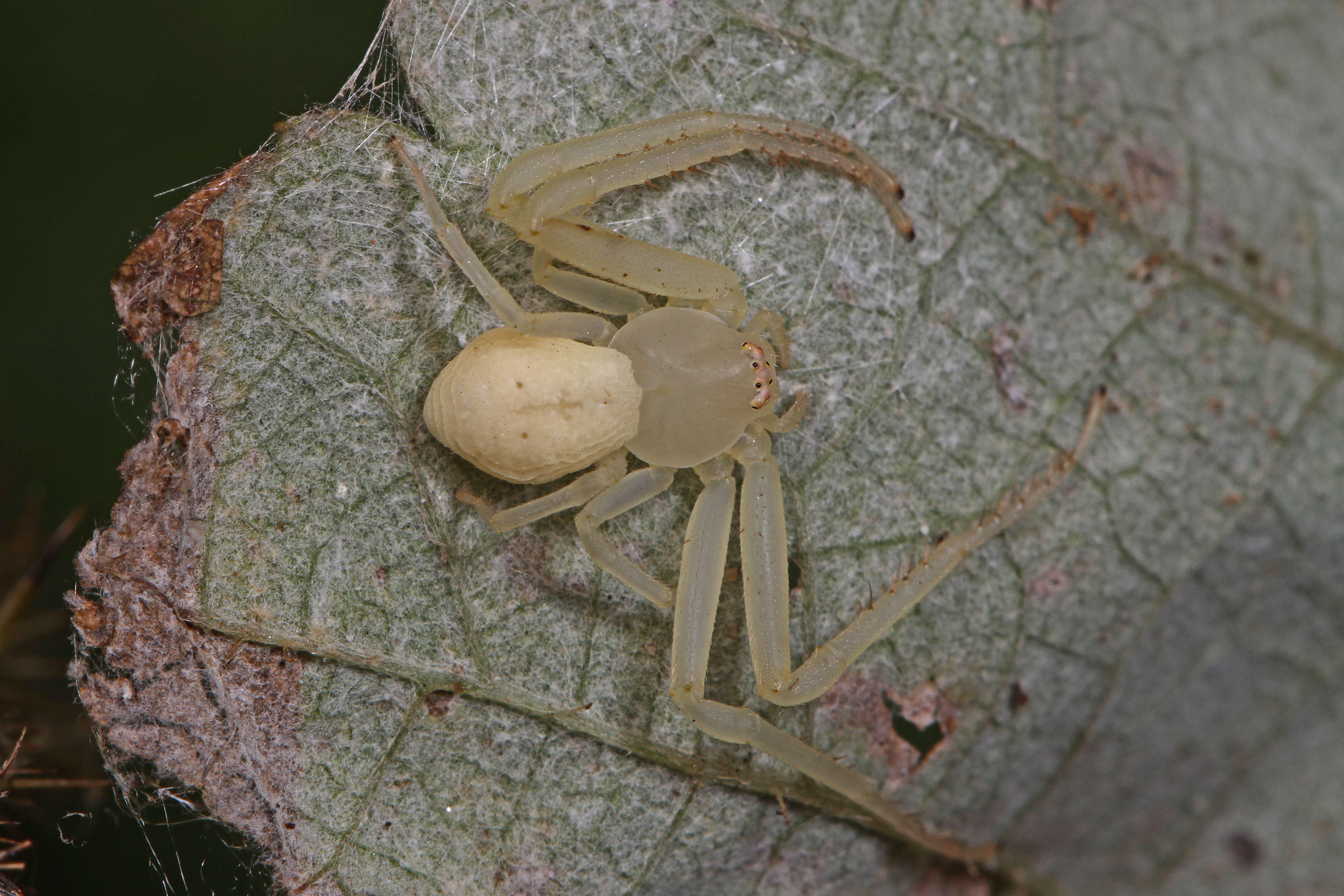 Image of Flower Crab Spiders