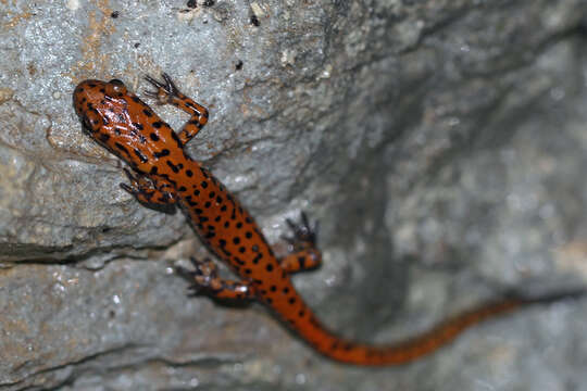 Image of Cave Salamander