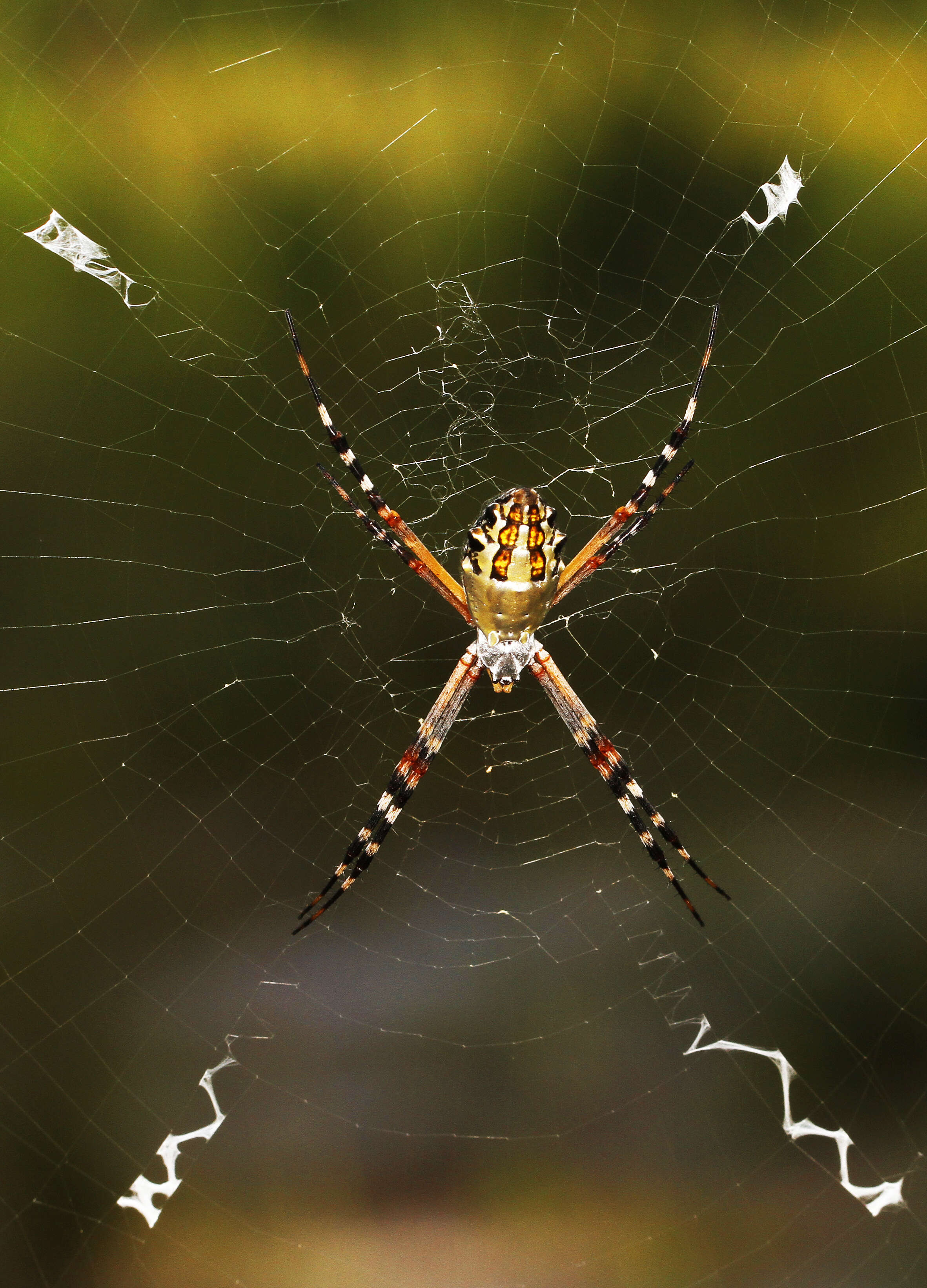 Image of Florida Argiope