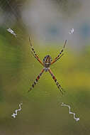 Image of Florida Argiope