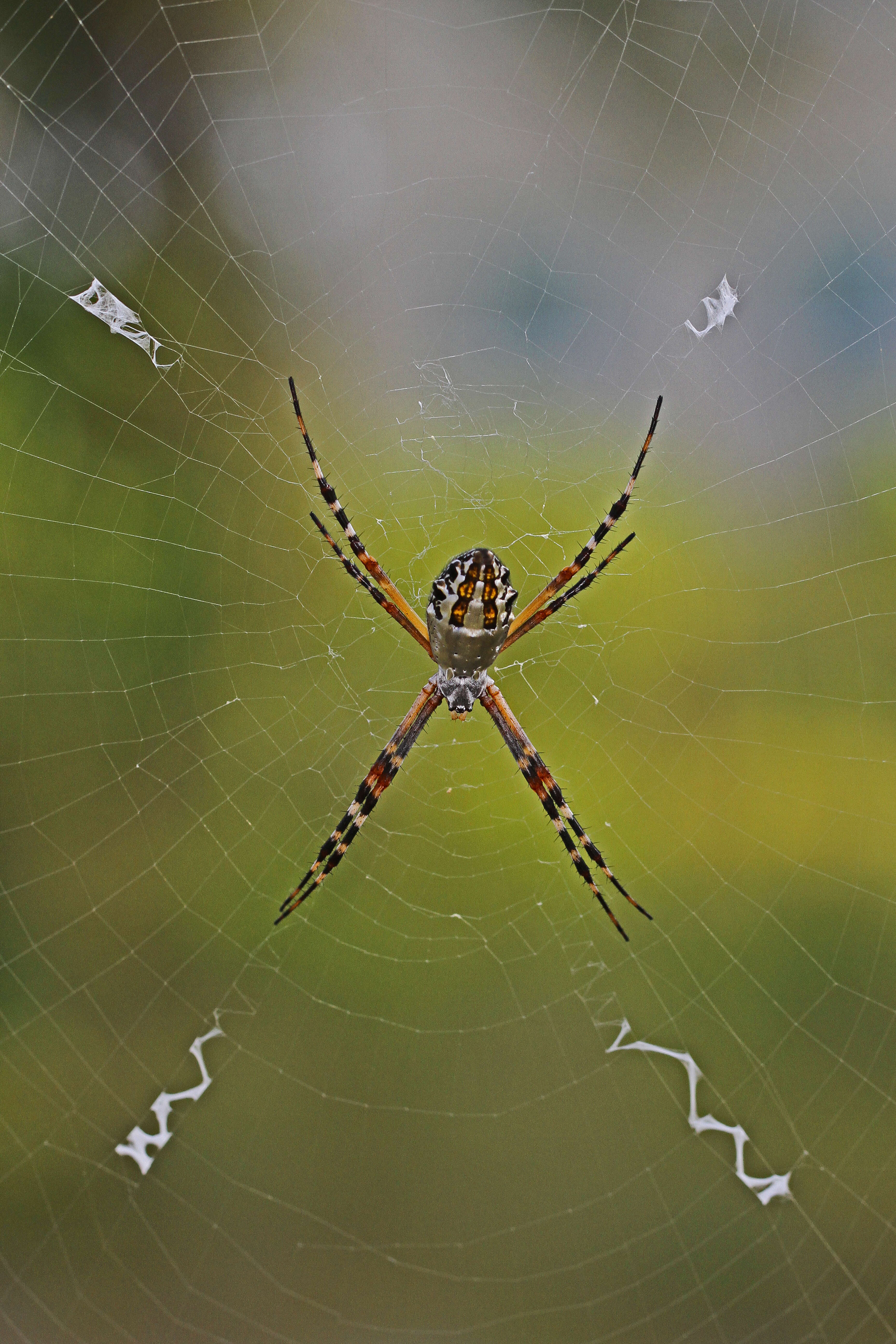 Image of Florida Argiope