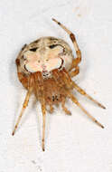 Image de Araneus pegnia (Walckenaer 1841)