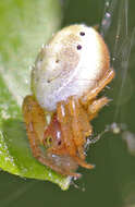 Image of Six-spotted Yellow Orbweaver