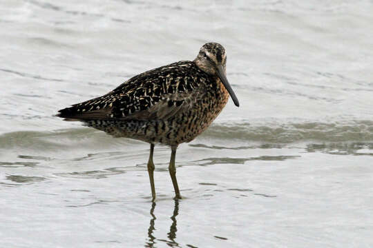 Image of Short-billed Dowitcher