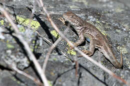 Image of Sceloporus occidentalis taylori Camp 1916