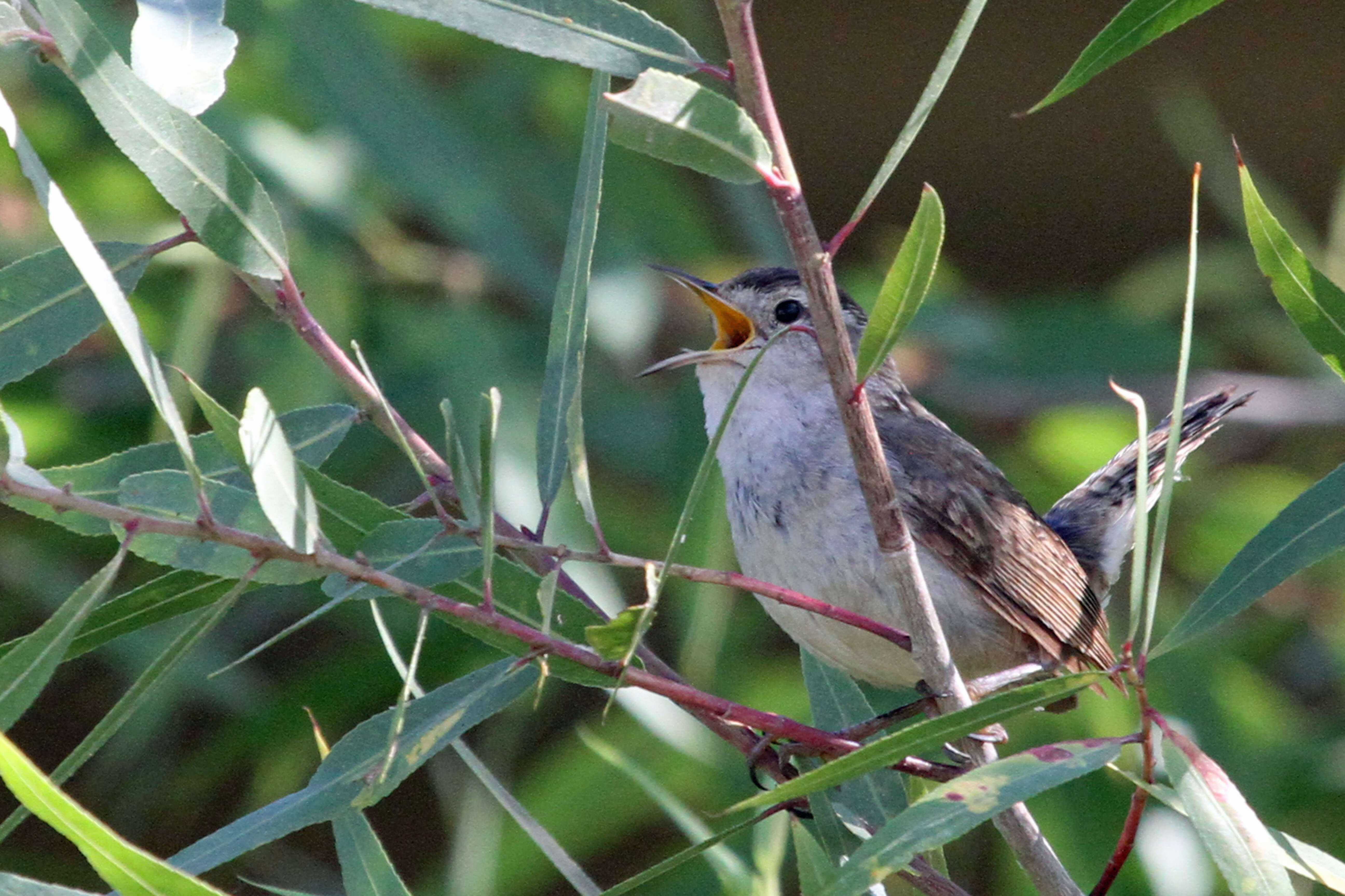 Image of Marsh Wren