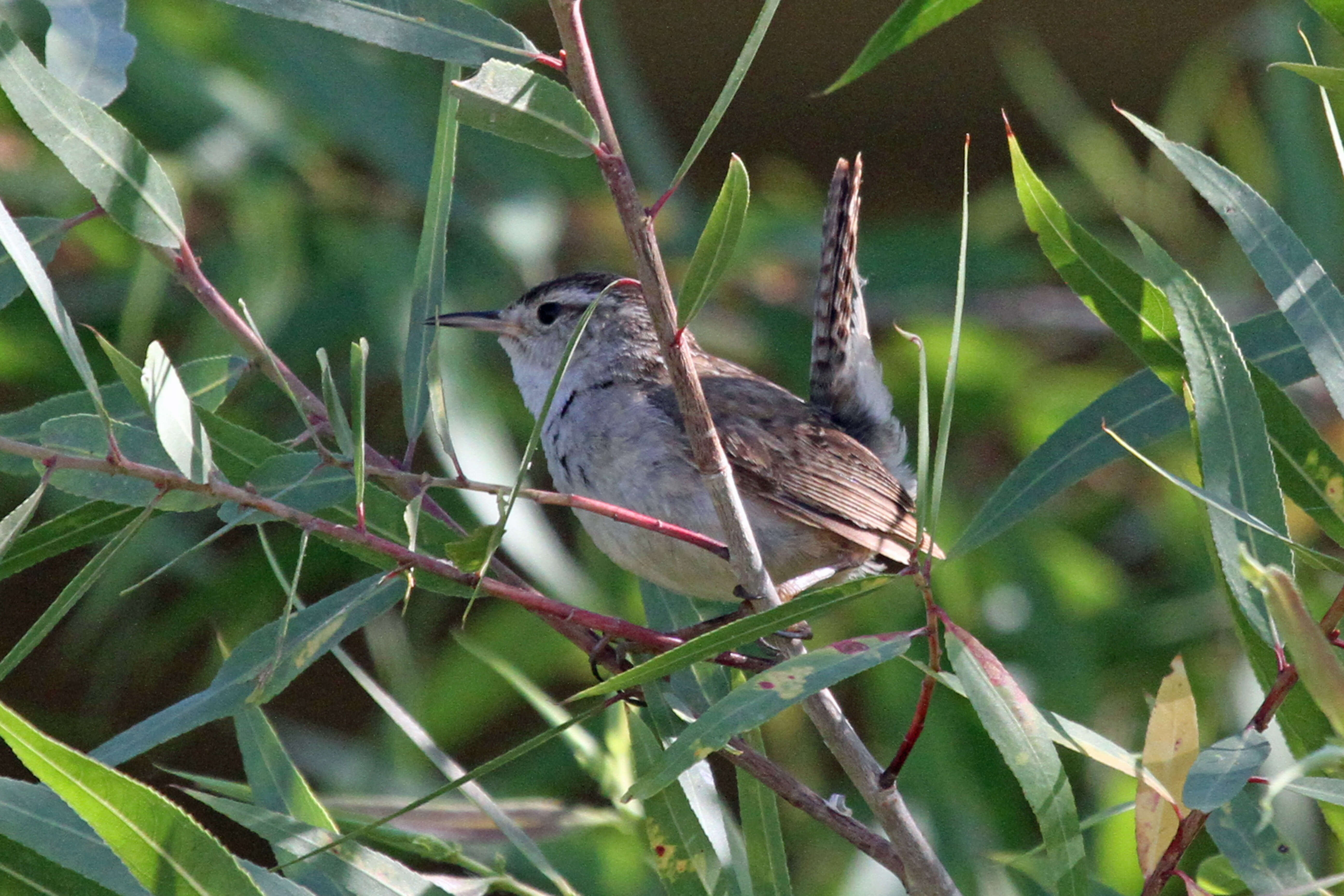 Image of Marsh Wren