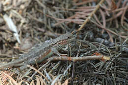 Image of Sceloporus occidentalis taylori Camp 1916