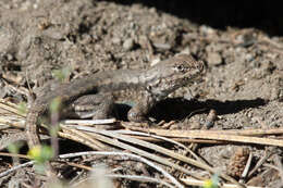 Image of Sceloporus occidentalis taylori Camp 1916