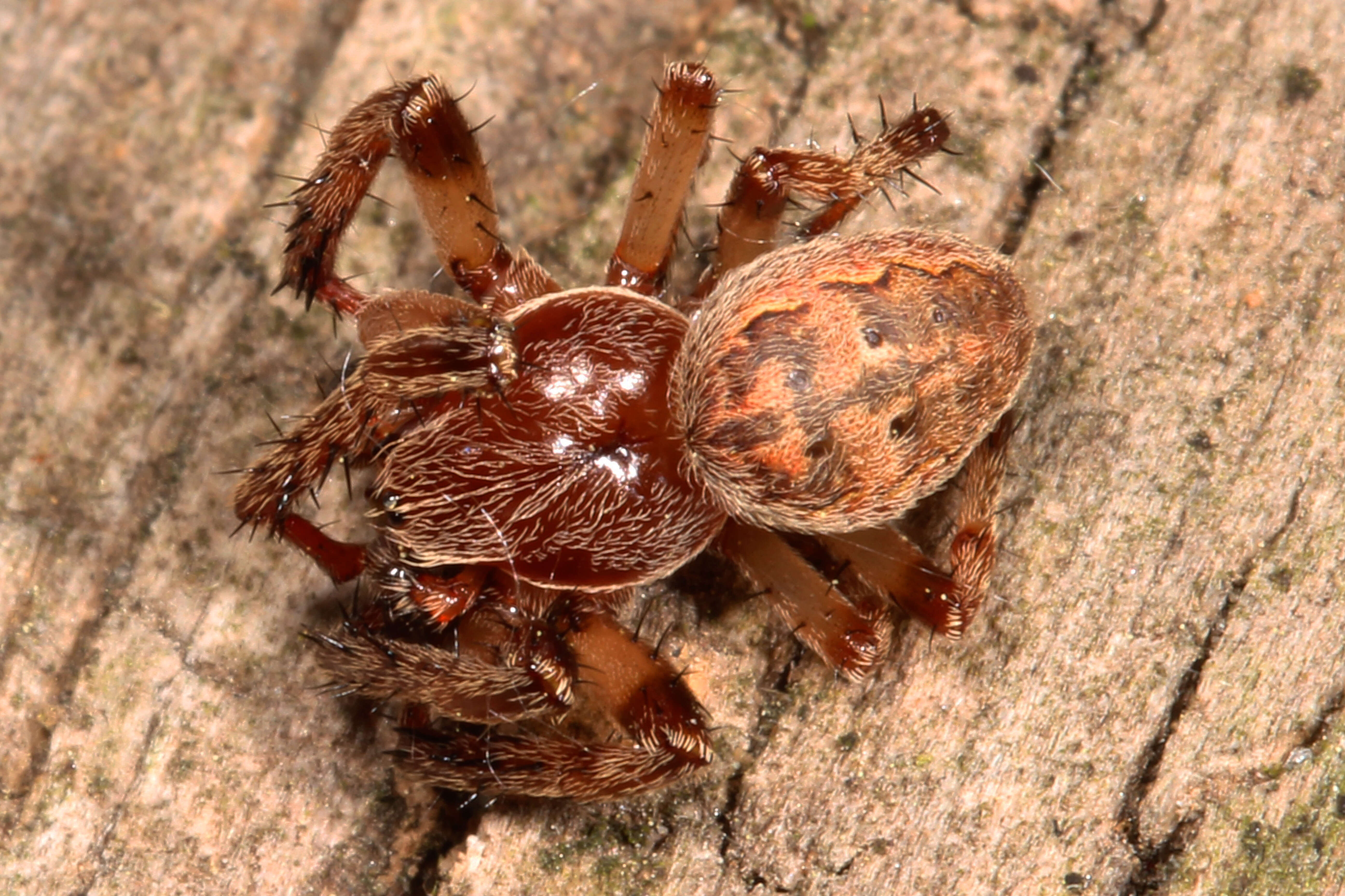 Image of Larinioides patagiatus (Clerck 1757)