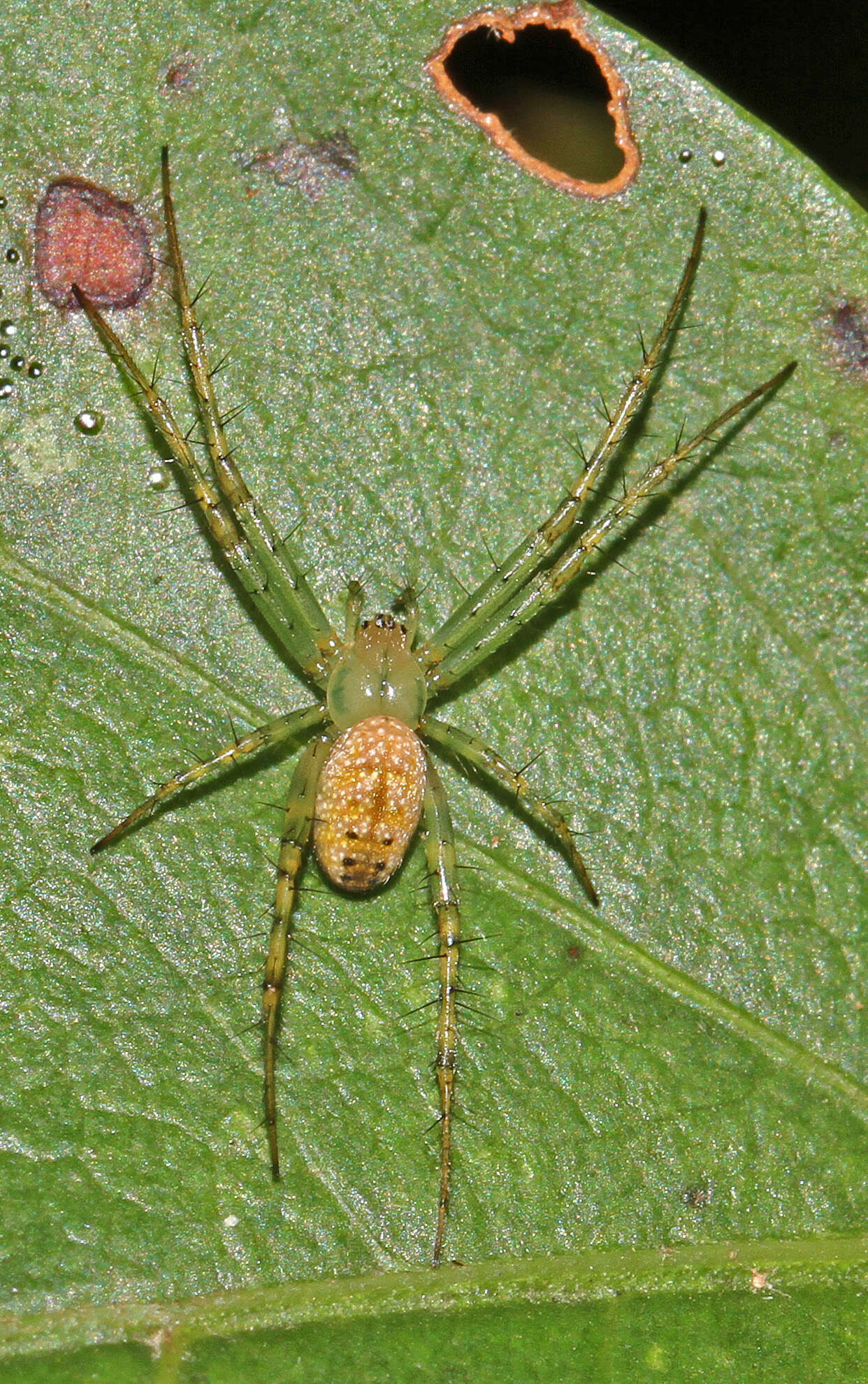 Image of Mangora maculata (Keyserling 1865)