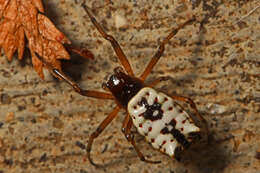 Image of White Micrathena