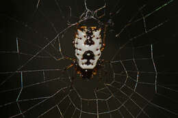 Image of White Micrathena