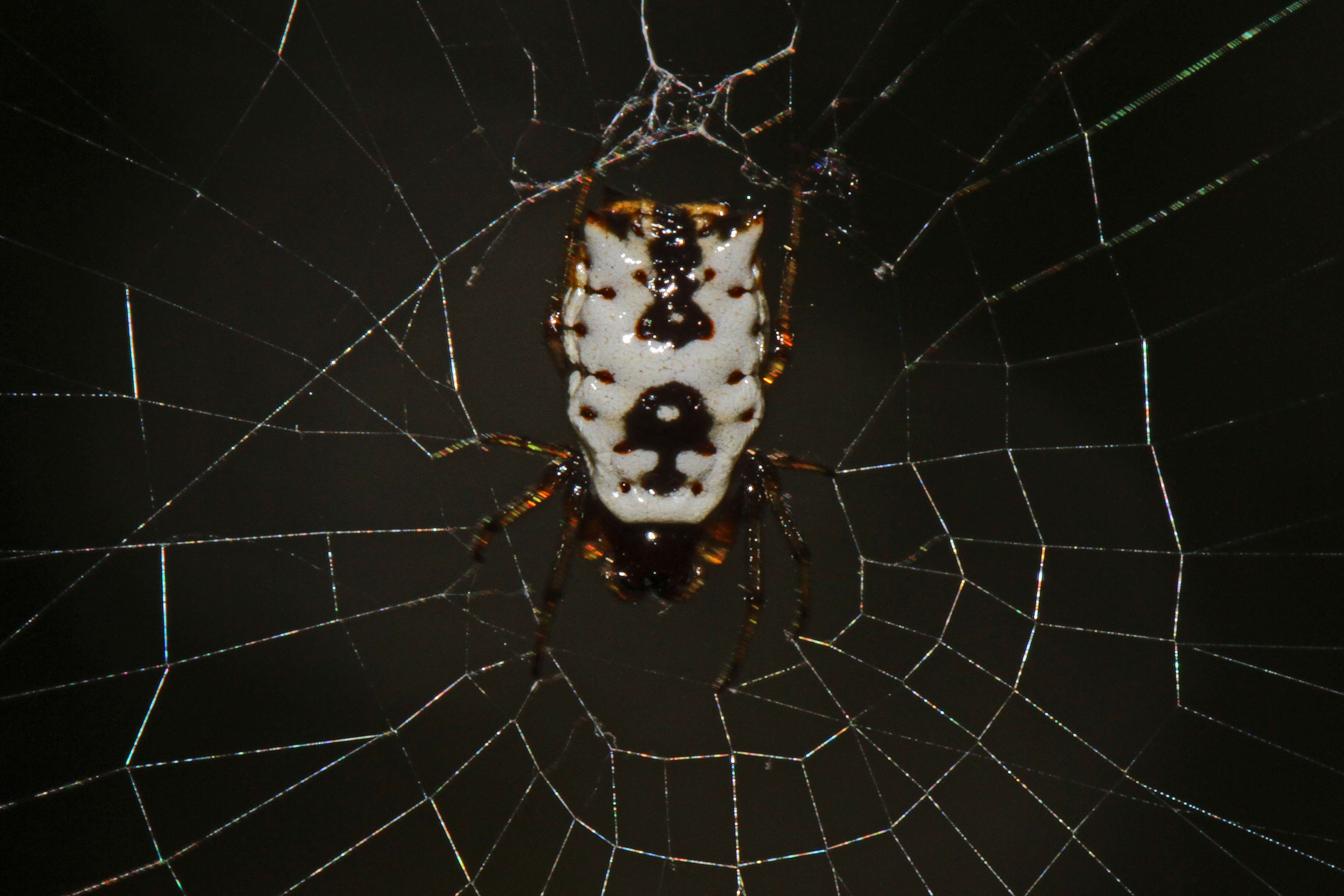 Image of White Micrathena