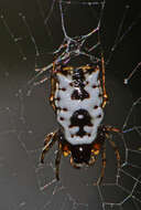 Image of White Micrathena