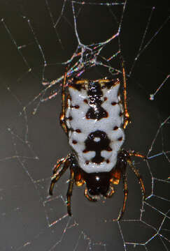 Image of White Micrathena