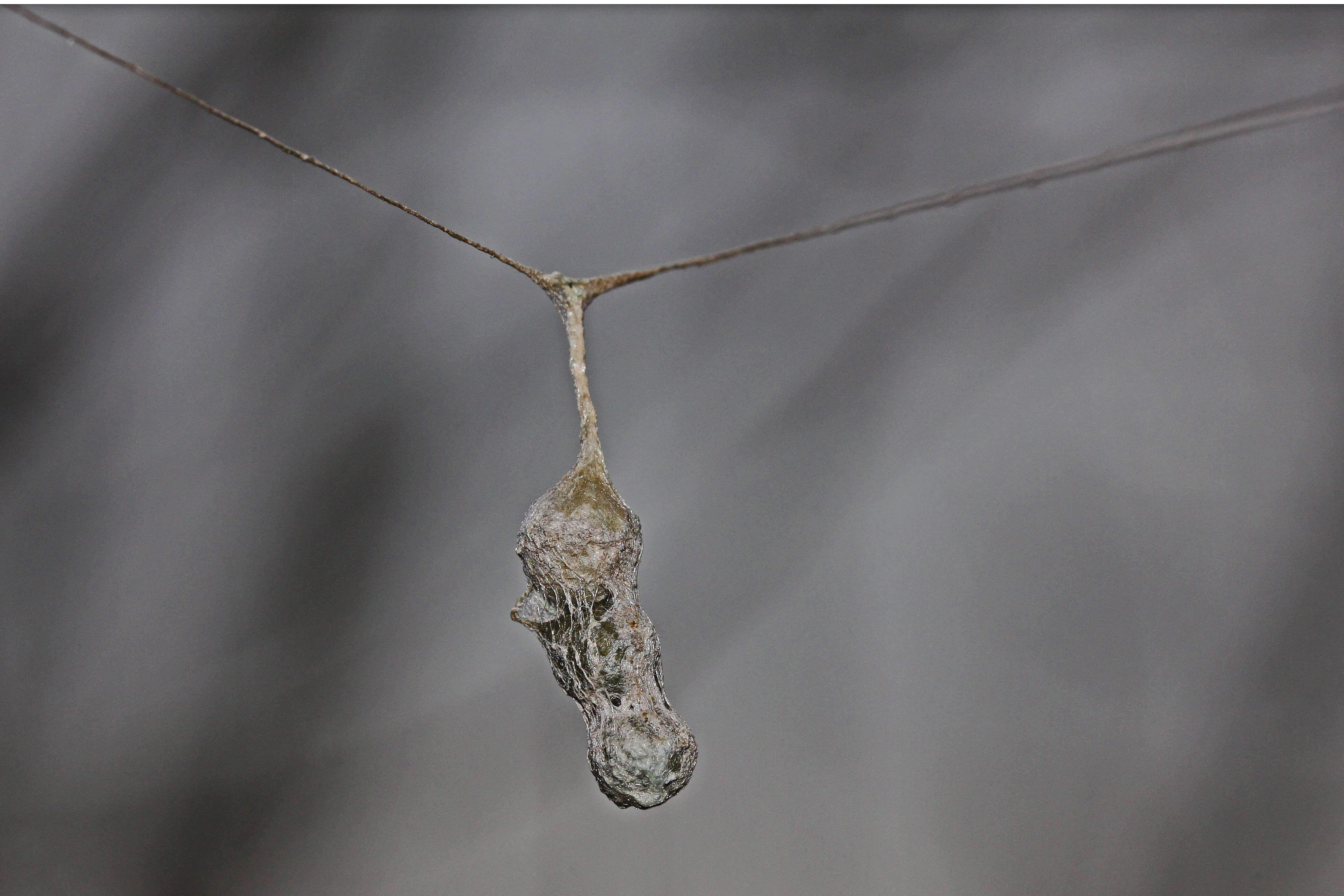 Image of Basilica Orbweaver