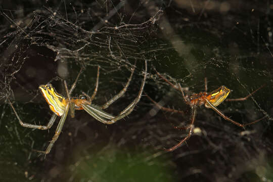 Image of Basilica Orbweaver