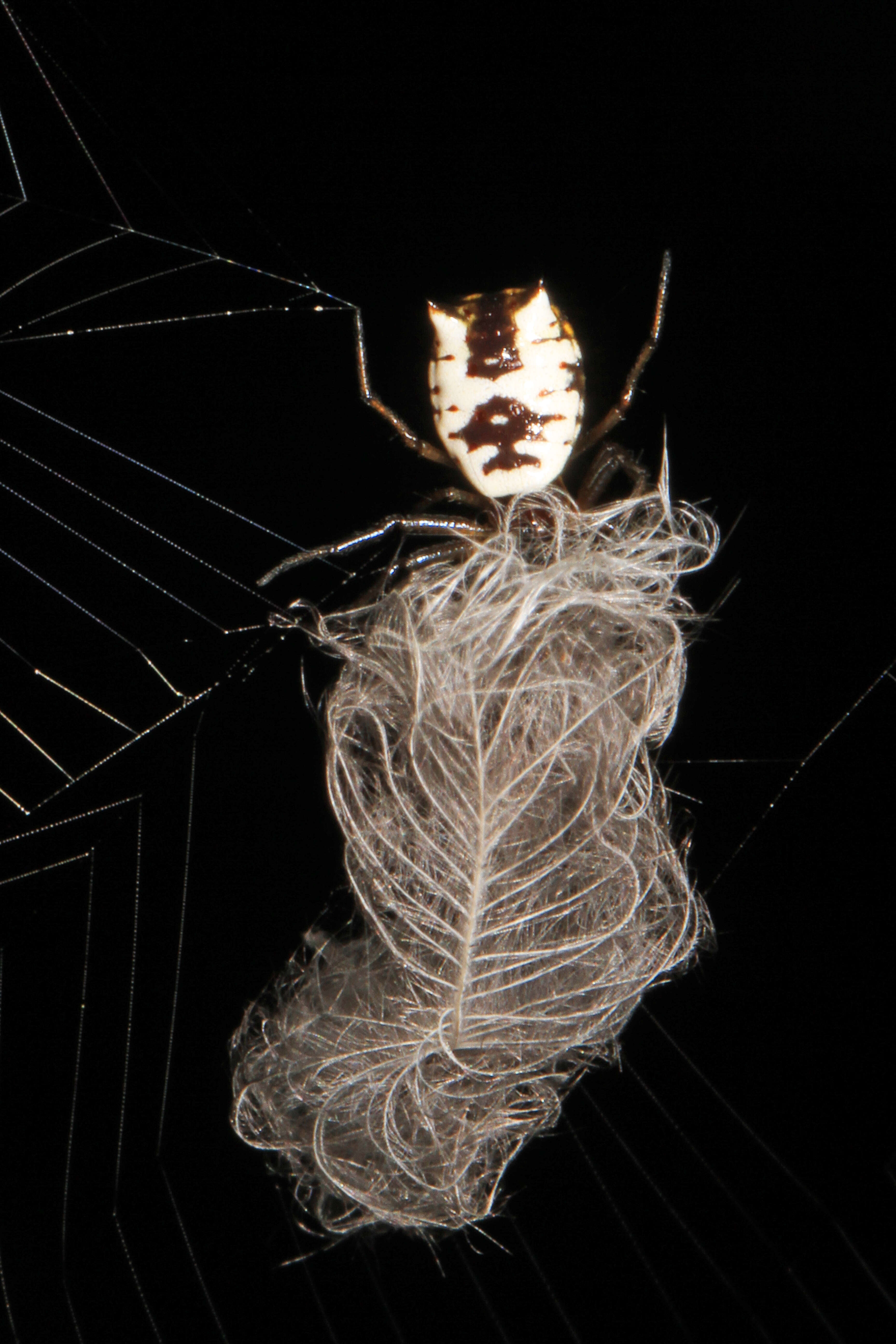 Image of White Micrathena