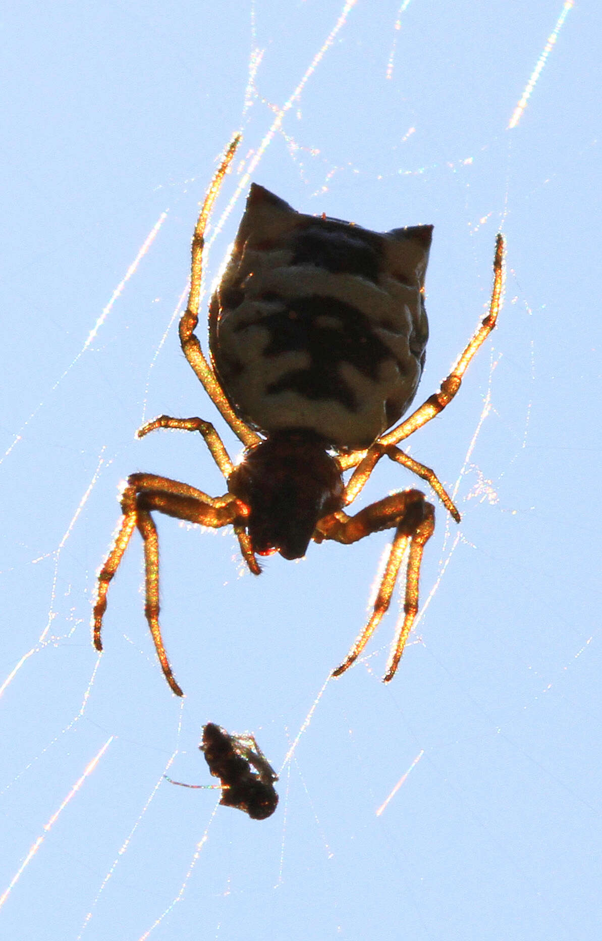 Image of White Micrathena