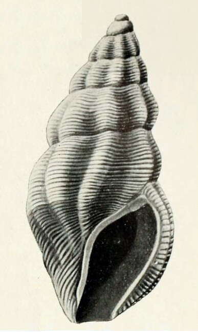 Anacithara conata (Hedley 1909) resmi