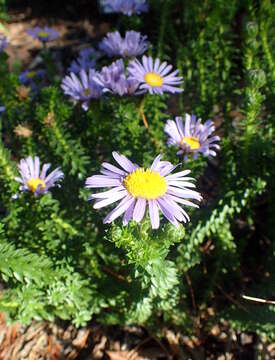 Image of Dune daisy